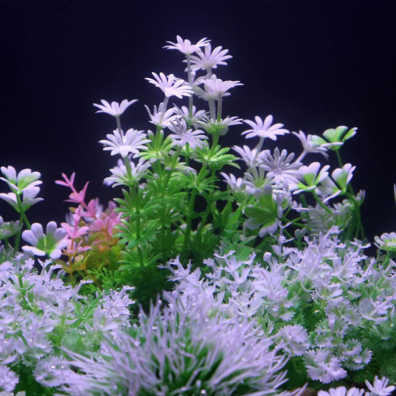 Fish Tank Colorful Plants Aquarium