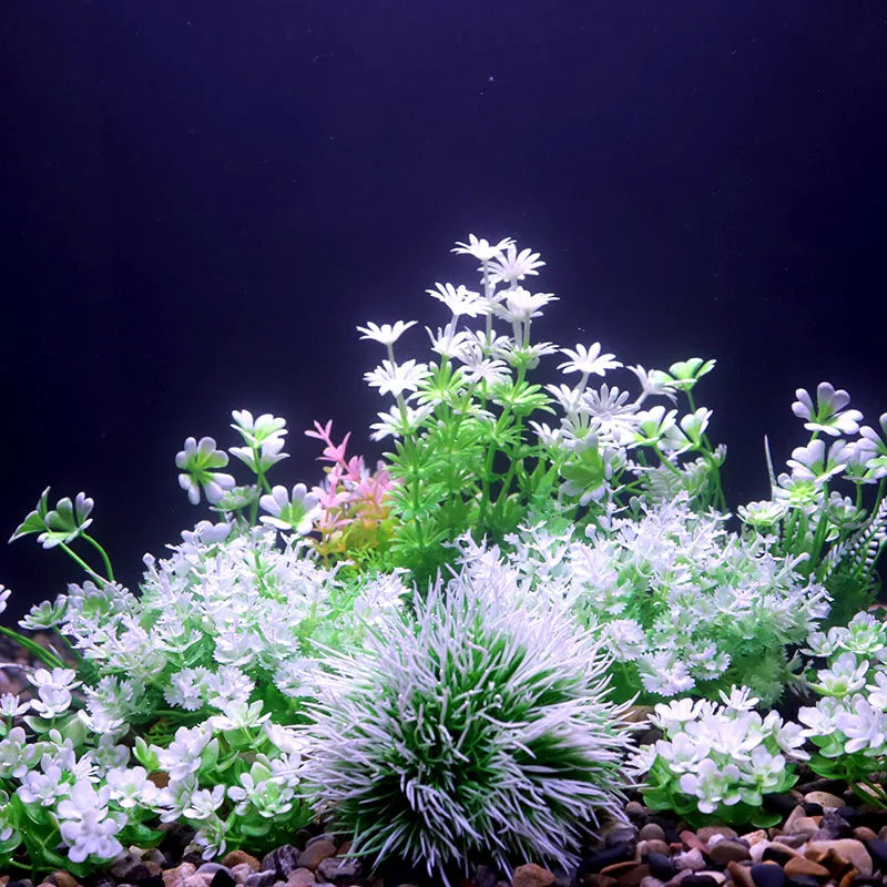 Fish Tank Colorful Plants Aquarium