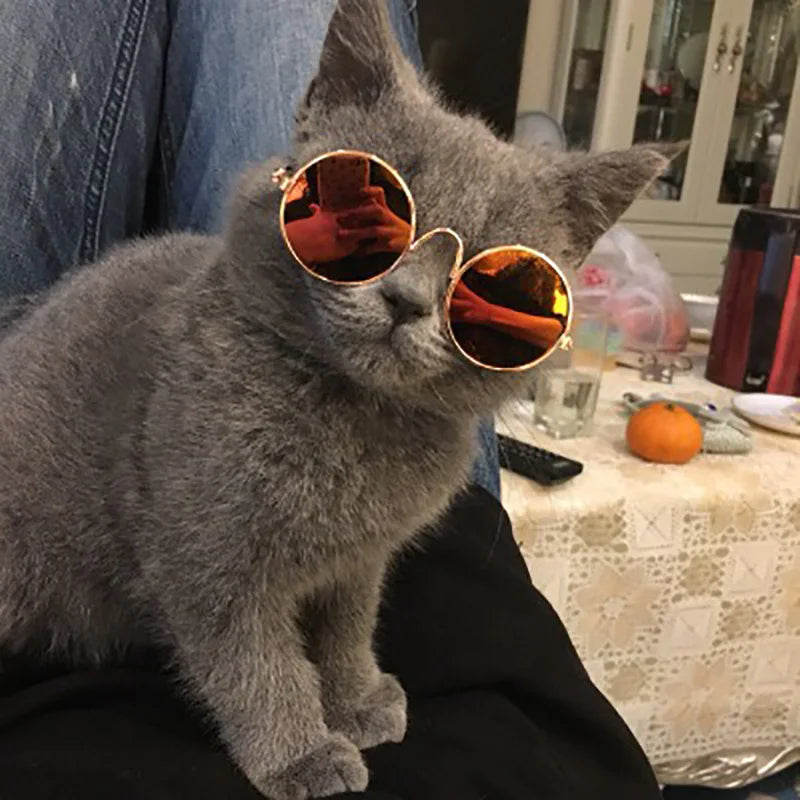 Cat Dog Vintage Sunglasses