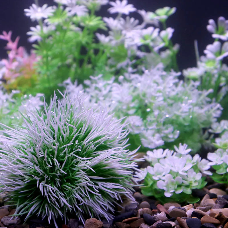 Fish Tank Colorful Plants Aquarium